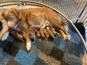 10 Nova Scotia Duck Tolling Retriever til salg på købhund.dk