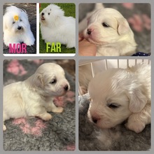 3 Coton de Tulear til salg på købhund.dk