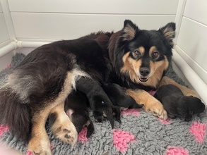 4 Finsk Lapphund til salg på købhund.dk