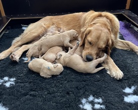 7 Golden Retriever til salg på købhund.dk