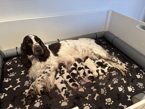 10 Engelsk Springer Spaniel til salg på købhund.dk