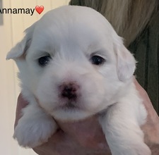 4 Coton de Tulear til salg på købhund.dk