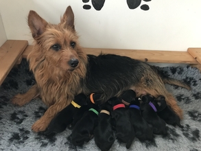 9 Australsk Terrier til salg på købhund.dk