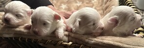 4 Coton de Tulear til salg på købhund.dk