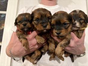 4 Bichon Havanais til salg på købhund.dk