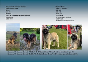 7 Leonberger til salg på købhund.dk