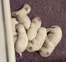 6 Coton de Tulear til salg på købhund.dk