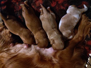 4 Cavalier King Charles Spaniel til salg på købhund.dk