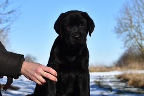 9 Labrador Retriever til salg på købhund.dk