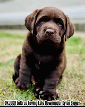 5 Labrador Retriever til salg på købhund.dk