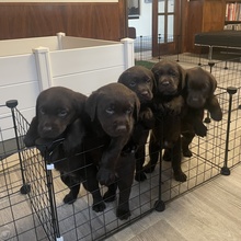 5 Labrador Retriever til salg på købhund.dk