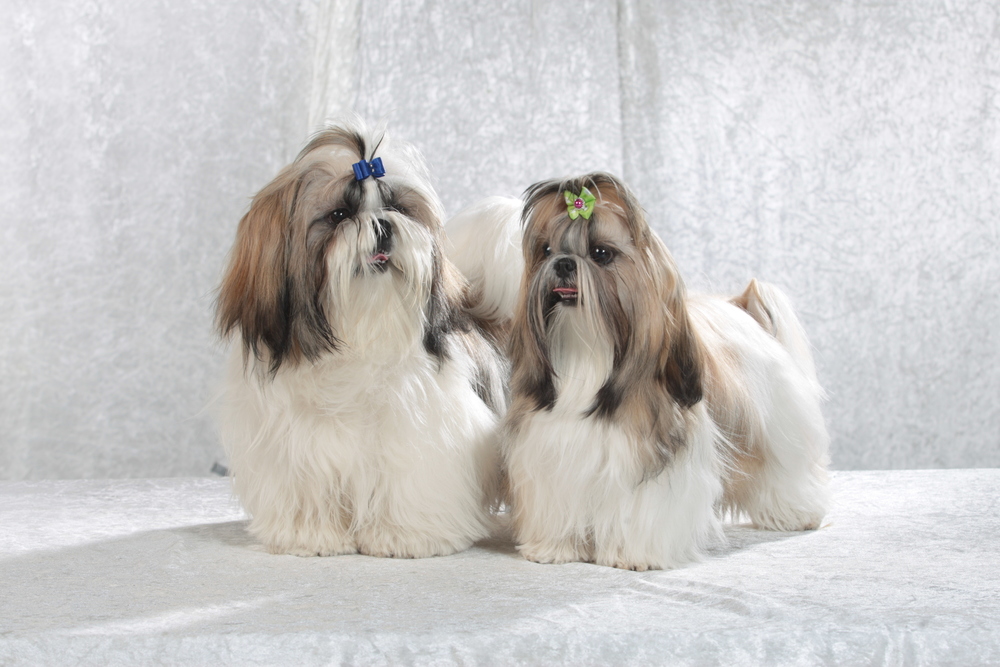 Shih Tzu