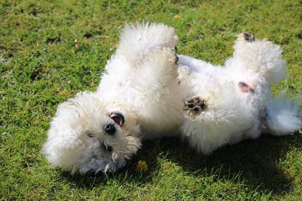 Bichon Frisé