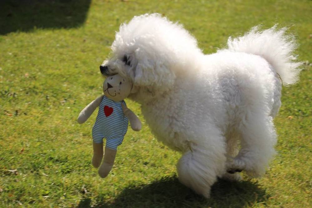 Bichon Frisé