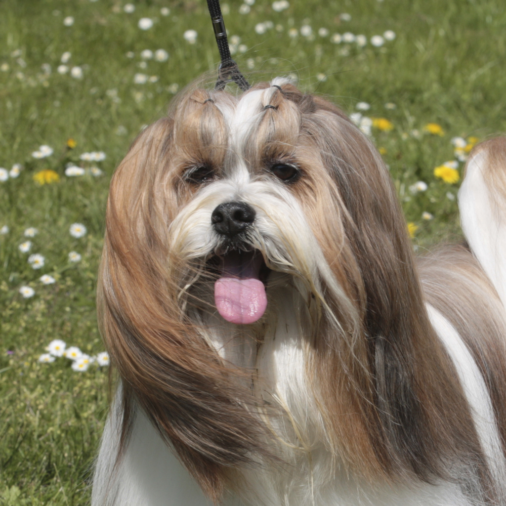 Lhasa Apso