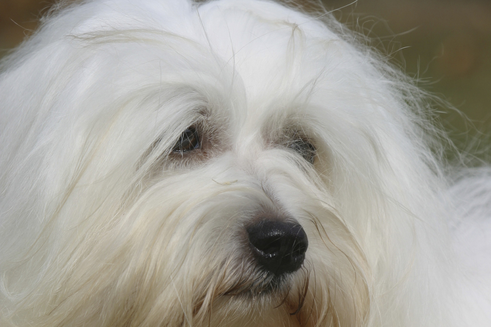 Coton de Tulear