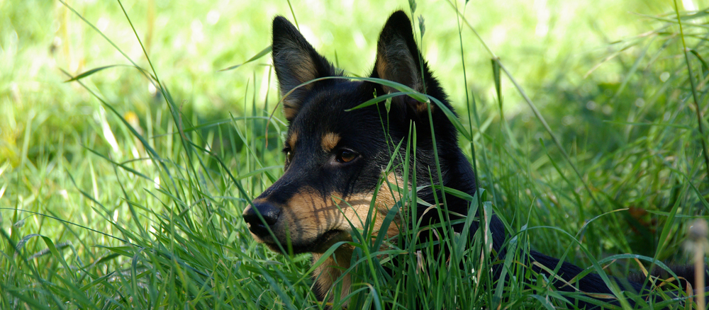 Finsk Hyrdehund (Lapsk Vallhund)