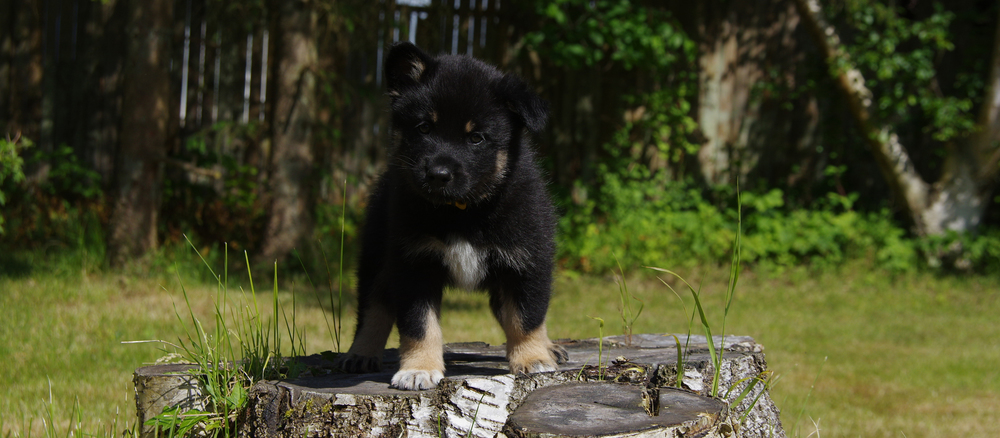 Finsk Hyrdehund (Lapsk Vallhund)