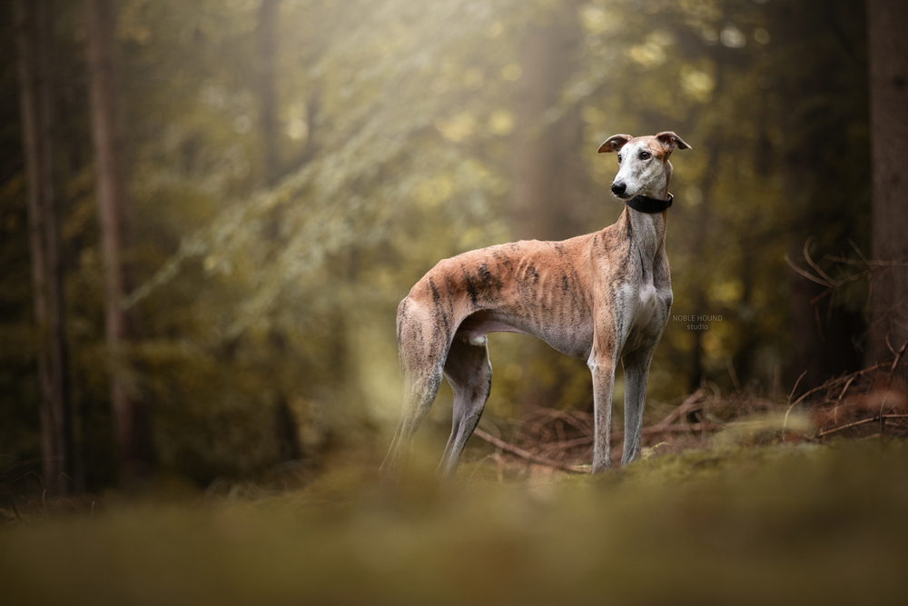 Galgo Espanol