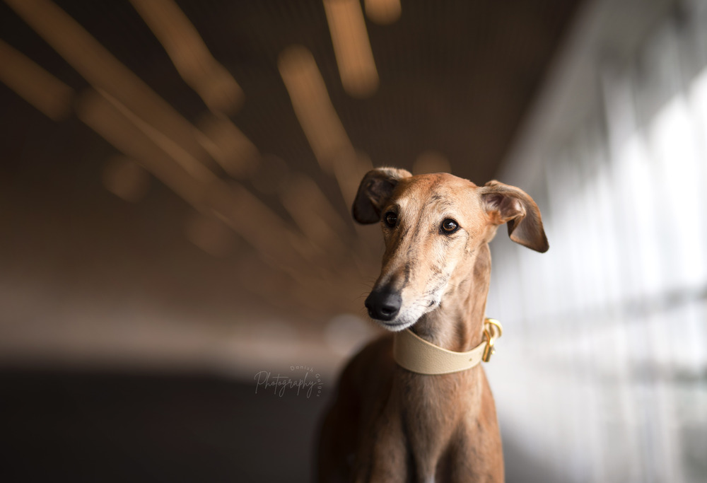 Galgo Espanol