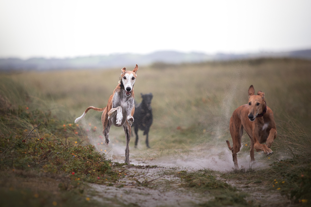 Galgo Espanol