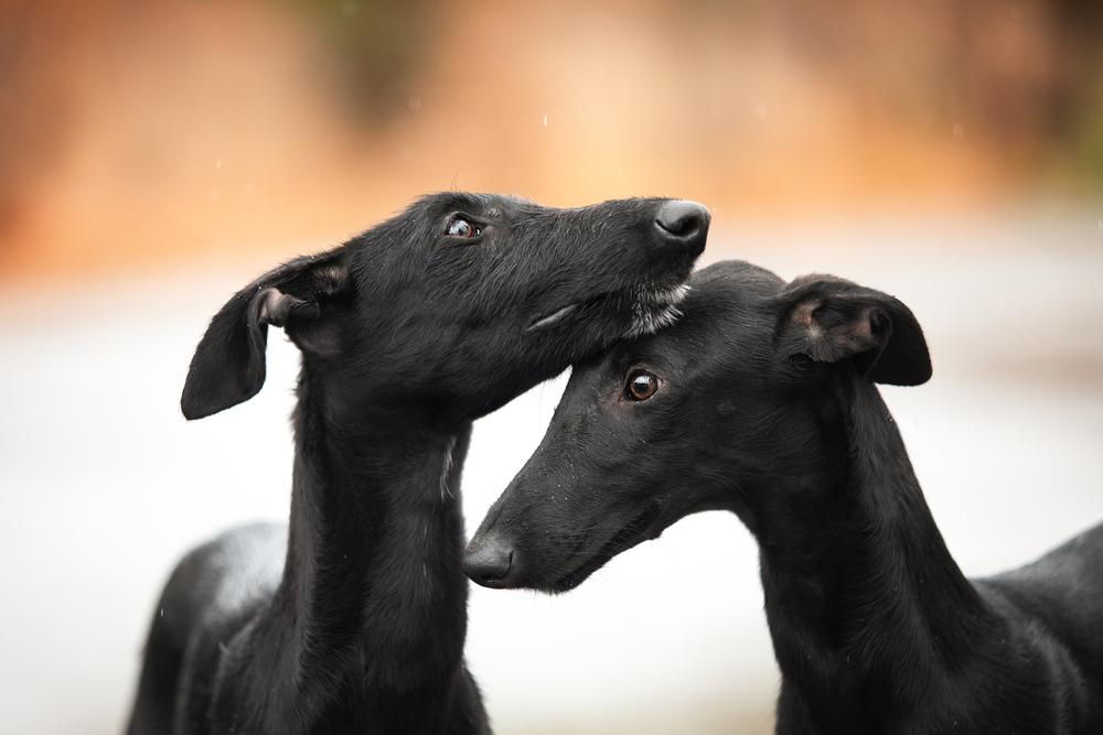 Galgo Espanol