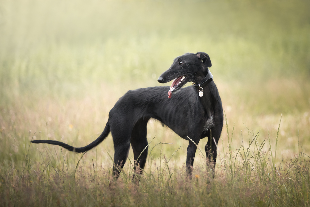 Galgo Espanol