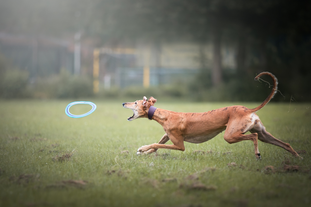 Galgo Espanol