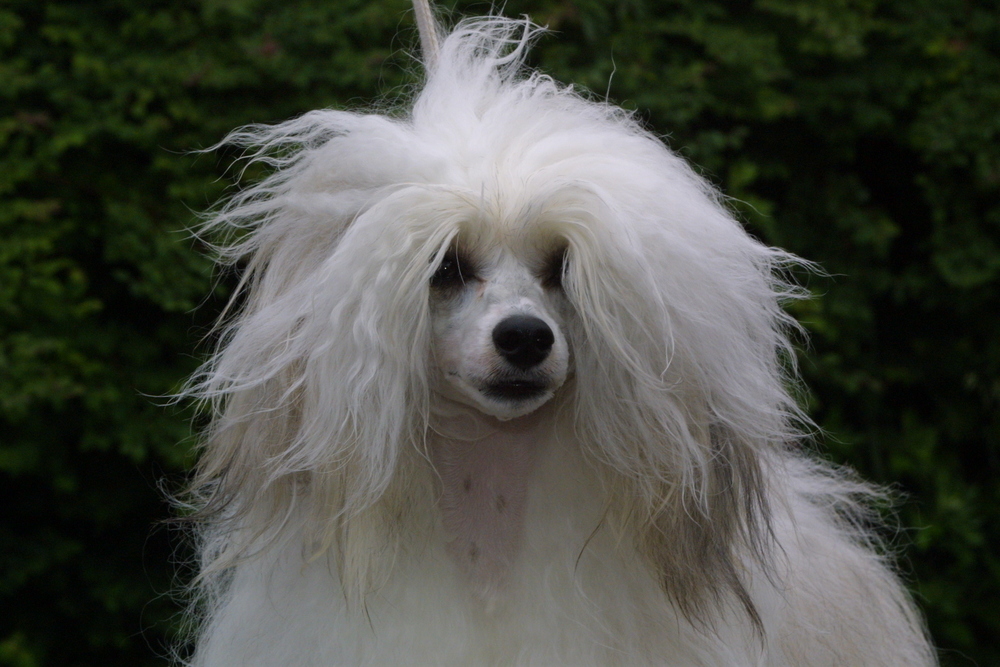 Chinese Crested/Powder Puff