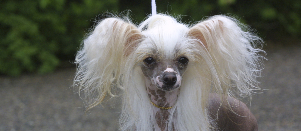 Chinese Crested/Powder Puff