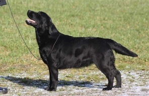 9 Labrador Retriever til salg på købhund.dk