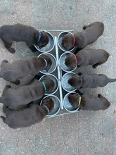 8 Labrador Retriever til salg på købhund.dk