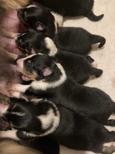 6 Shetland Sheepdog til salg på købhund.dk