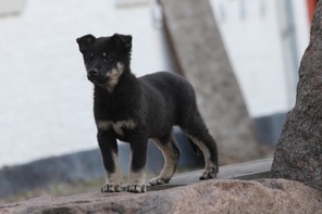 5 Finsk Hyrdehund (Lapsk Vallhund) til salg på købhund.dk