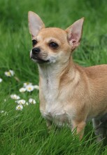 6 Chihuahua, korthåret til salg på købhund.dk