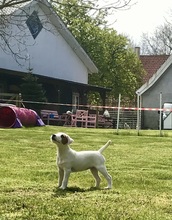 4 Parson Russell Terrier til salg på købhund.dk