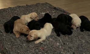 10 Labrador Retriever til salg på købhund.dk