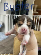 6 Beagle til salg på købhund.dk