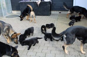 11 Schæferhund, stockhåret til salg på købhund.dk