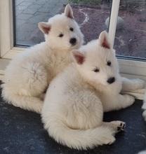 10 Hvid Schweizisk Hyrdehund til salg på købhund.dk
