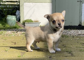 3 Chihuahua, korthåret til salg på købhund.dk