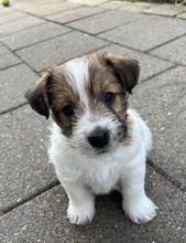 6 Jack Russell Terrier til salg på købhund.dk