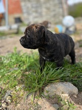 4 Staffordshire Bull Terrier til salg på købhund.dk