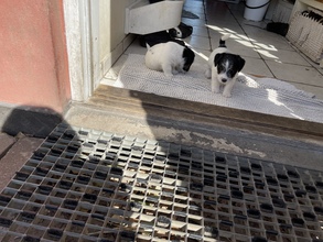 4 Jack Russell Terrier til salg på købhund.dk